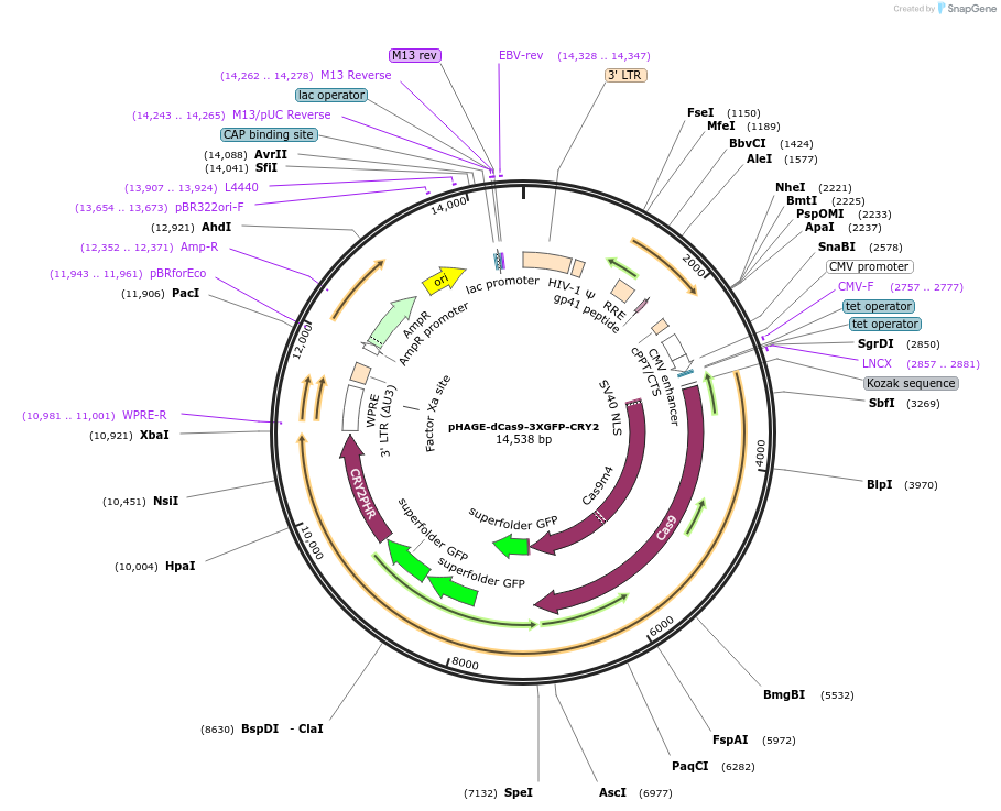 249578-plasmid-map-sequence-id-497737