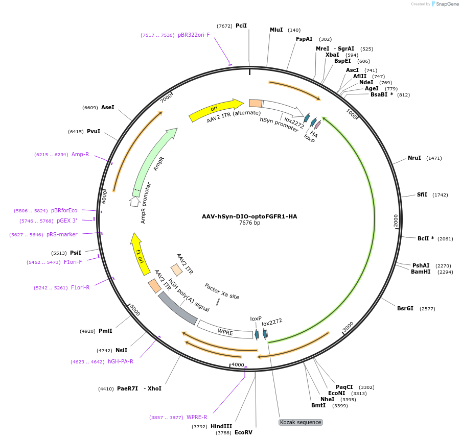 250235-plasmid-map-sequence-id-497739