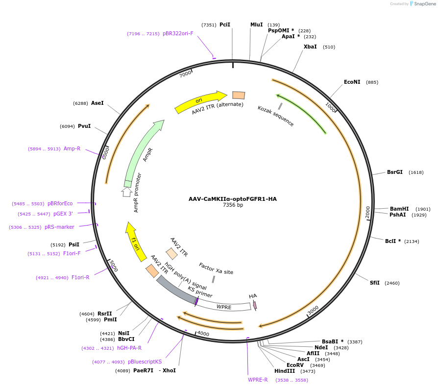 250236-plasmid-map-sequence-id-497740
