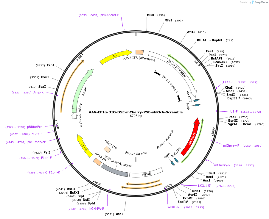 250237-plasmid-map-sequence-id-497741