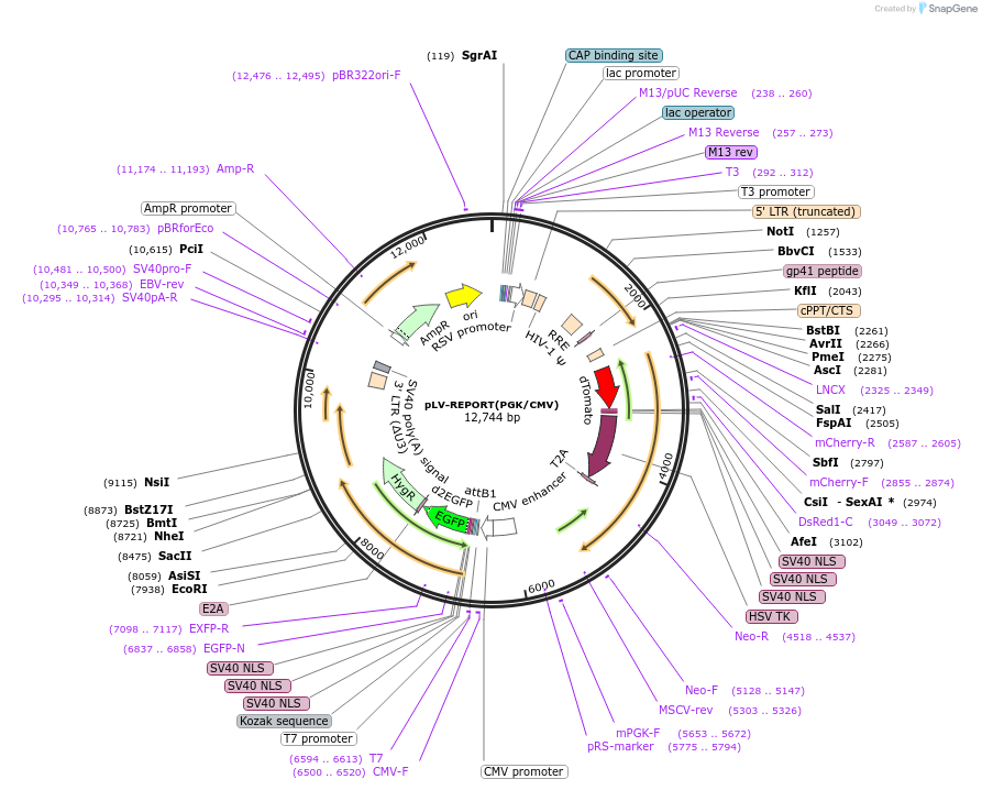 172330-plasmid-map-sequence-id-497743