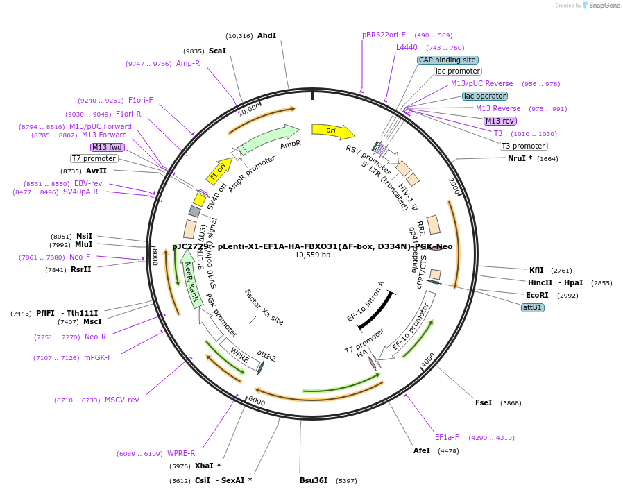 250261-plasmid-map-sequence-id-497769