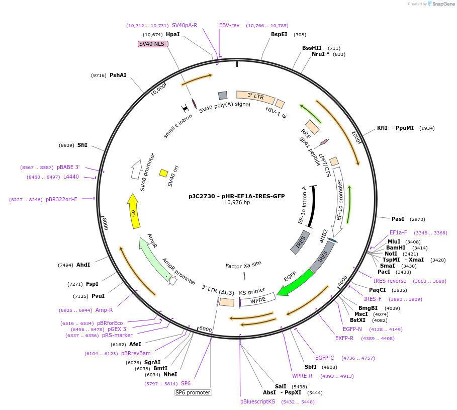 250262-plasmid-map-sequence-id-497771