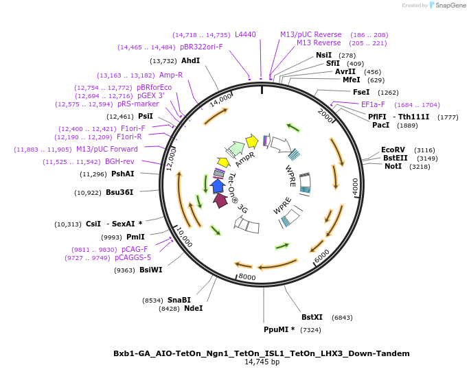 250432-plasmid-map-sequence-id-497777