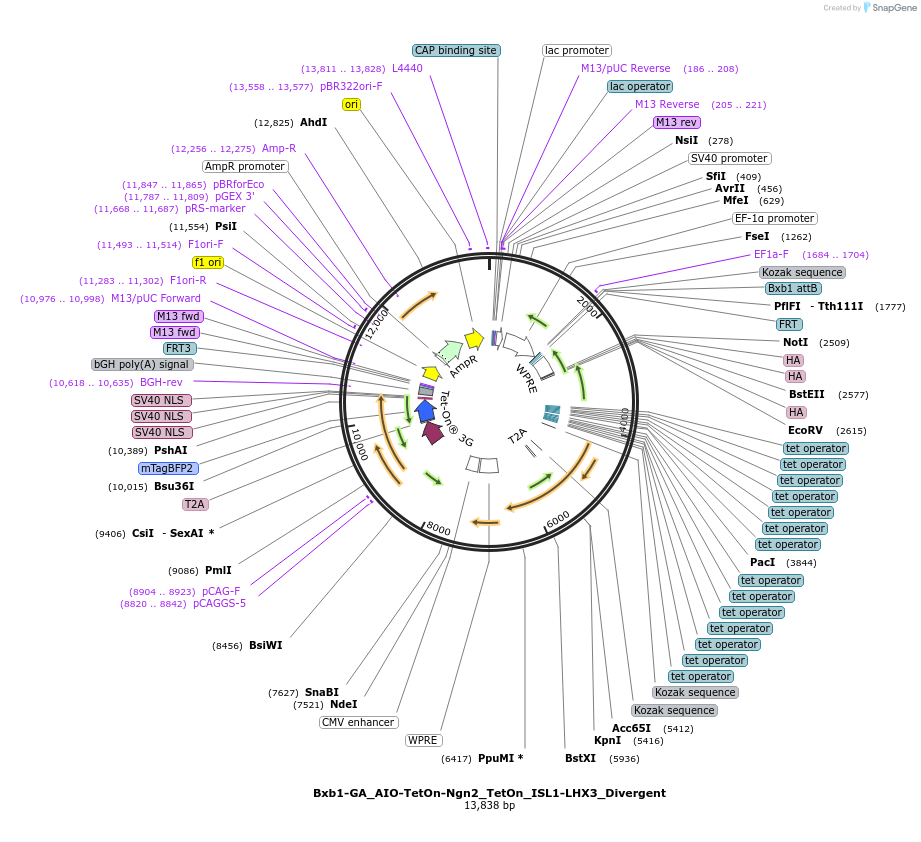 250433-plasmid-map-sequence-id-497778