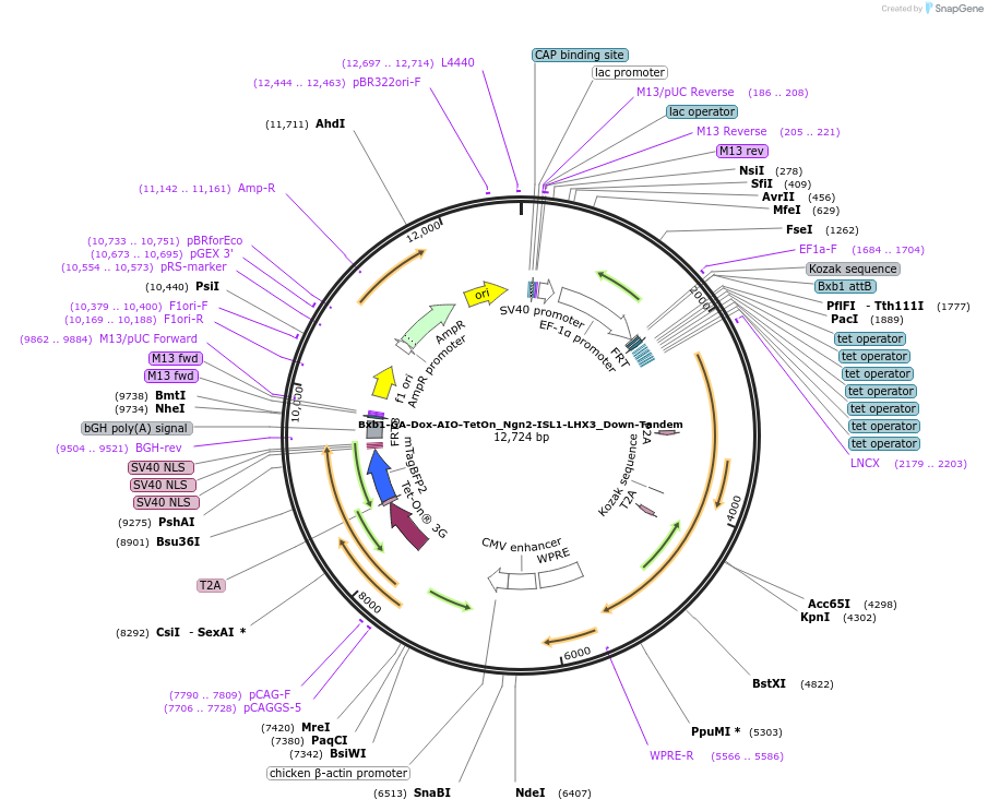 250431-plasmid-map-sequence-id-497784