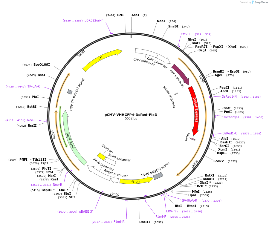 250233-plasmid-map-sequence-id-497790