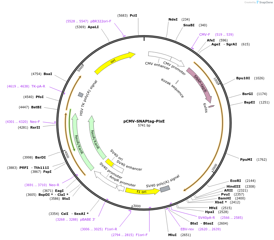 250232-plasmid-map-sequence-id-497791