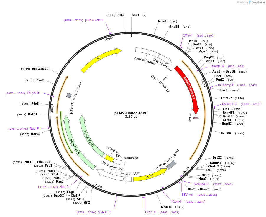 250231-plasmid-map-sequence-id-497793