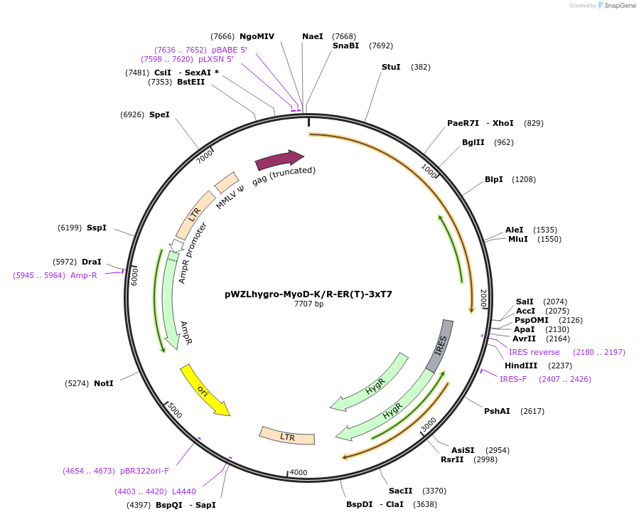 250216-plasmid-map-sequence-id-497795