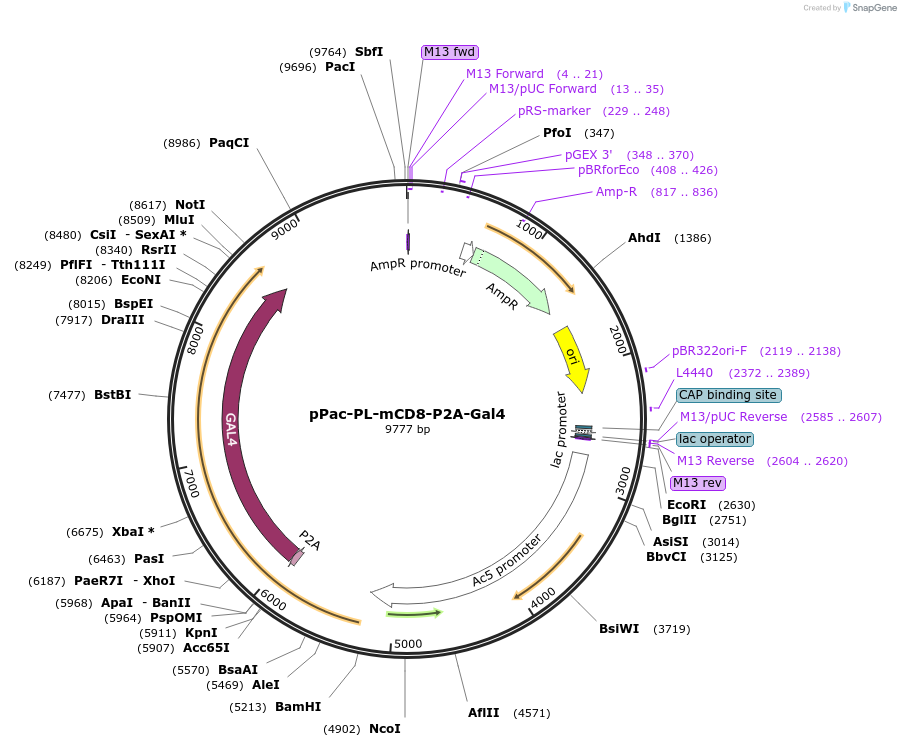 39460-plasmid-map-sequence-id-49780