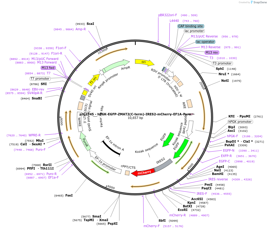 250276-plasmid-map-sequence-id-497806
