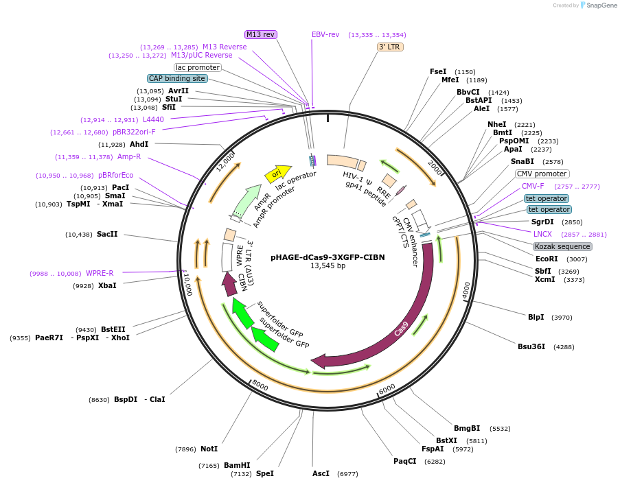 249581-plasmid-map-sequence-id-497808