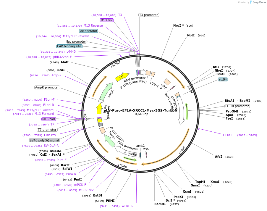 248160-plasmid-map-sequence-id-497811