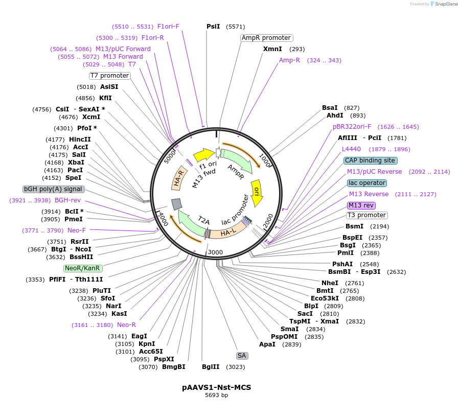 80487-plasmid-map-sequence-id-497816