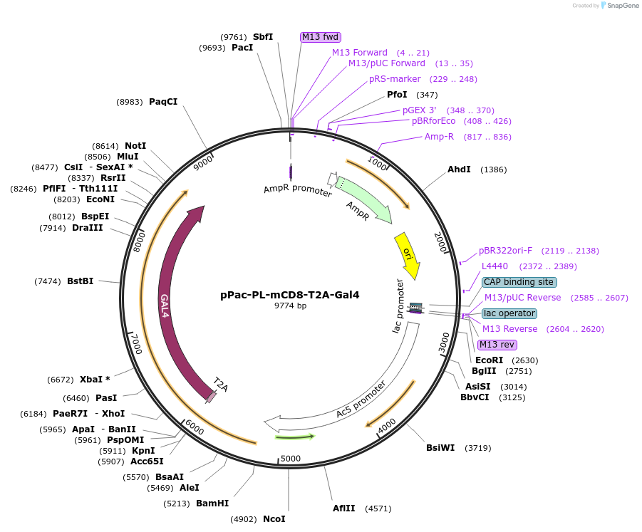 39461-plasmid-map-sequence-id-49782