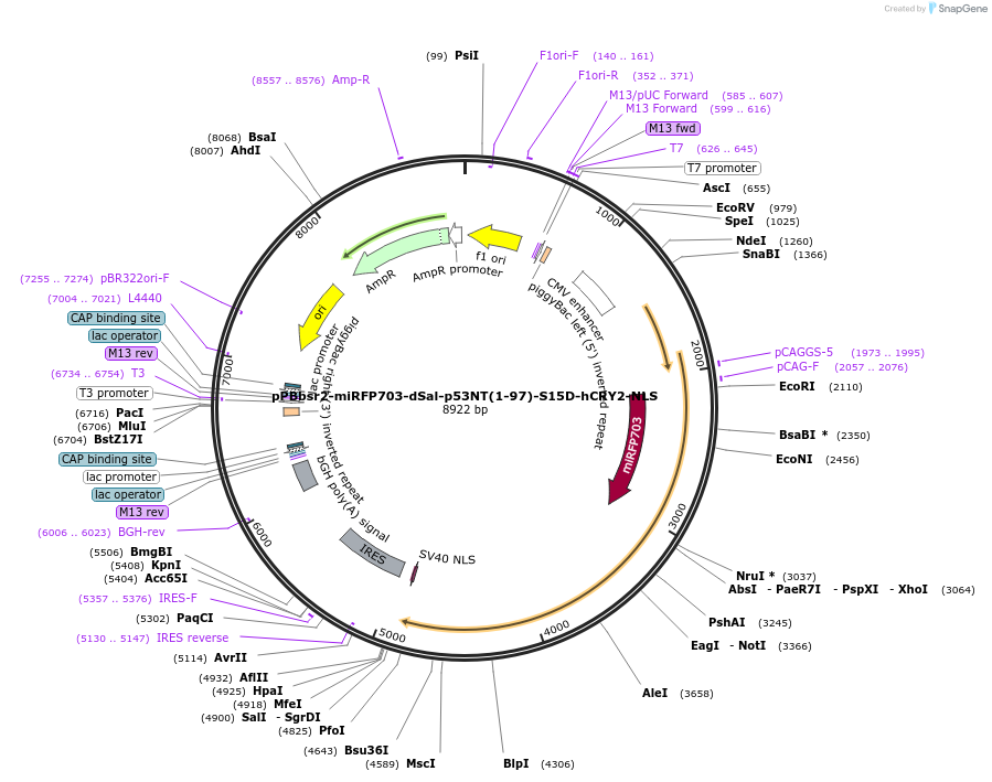 241842-plasmid-map-sequence-id-497831