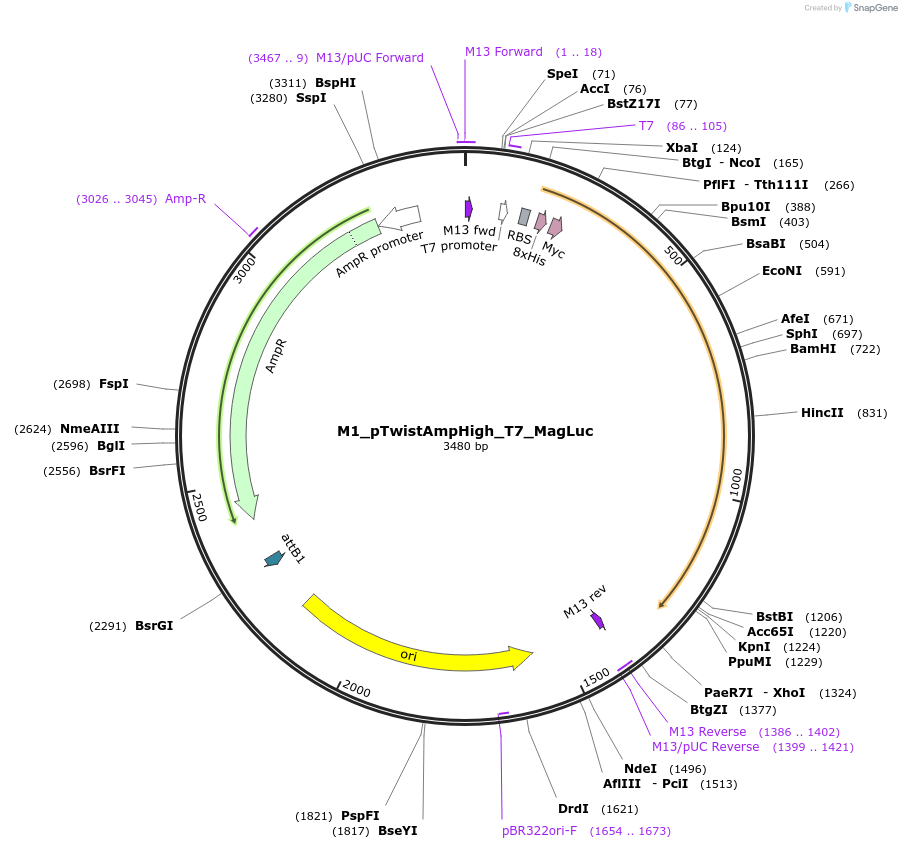247065-plasmid-map-sequence-id-497832