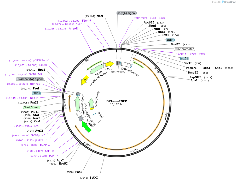 249715-plasmid-map-sequence-id-497836