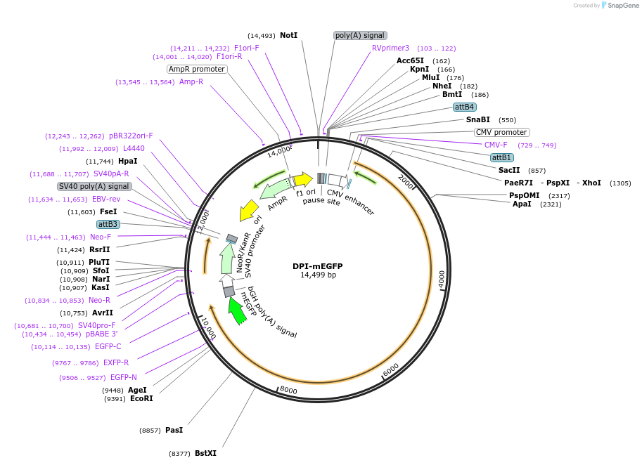 249714-plasmid-map-sequence-id-497837