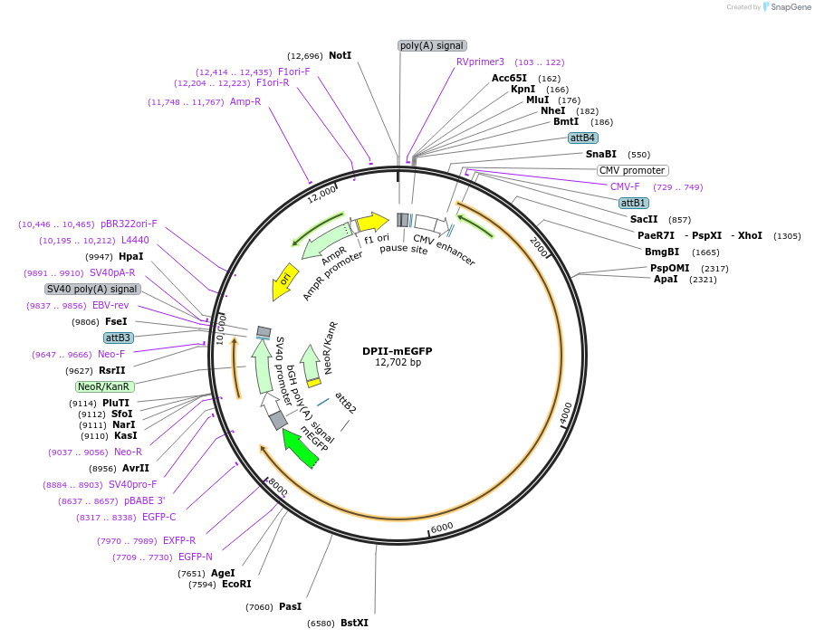 249716-plasmid-map-sequence-id-497838