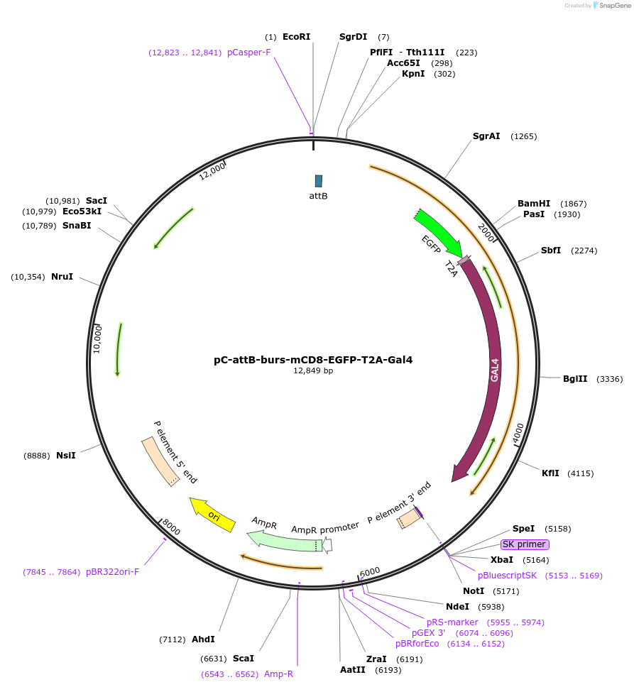 39463-plasmid-map-sequence-id-49787