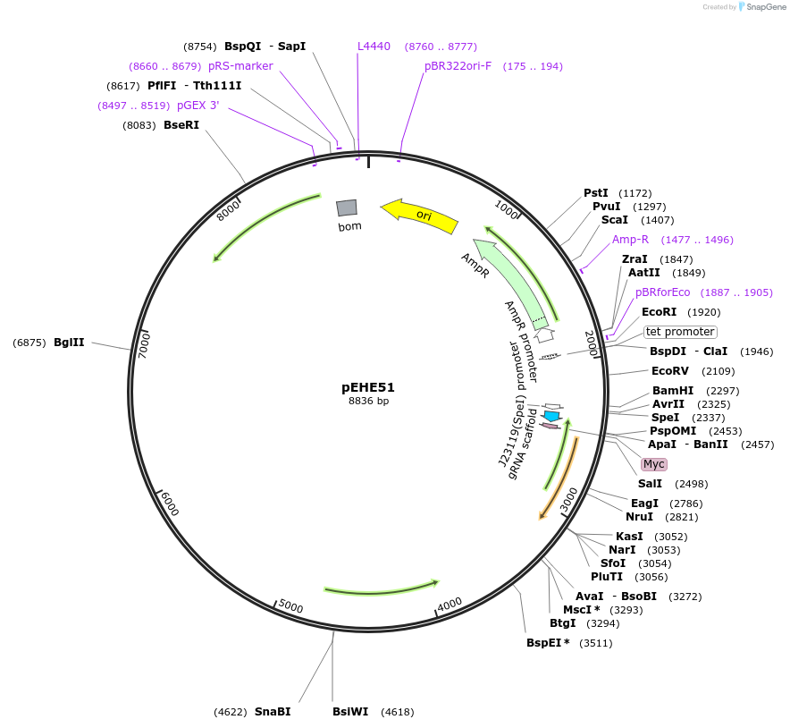 250522-plasmid-map-sequence-id-497877