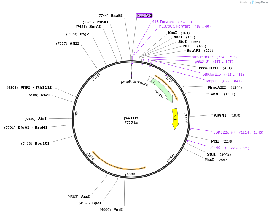 249499-plasmid-map-sequence-id-497878