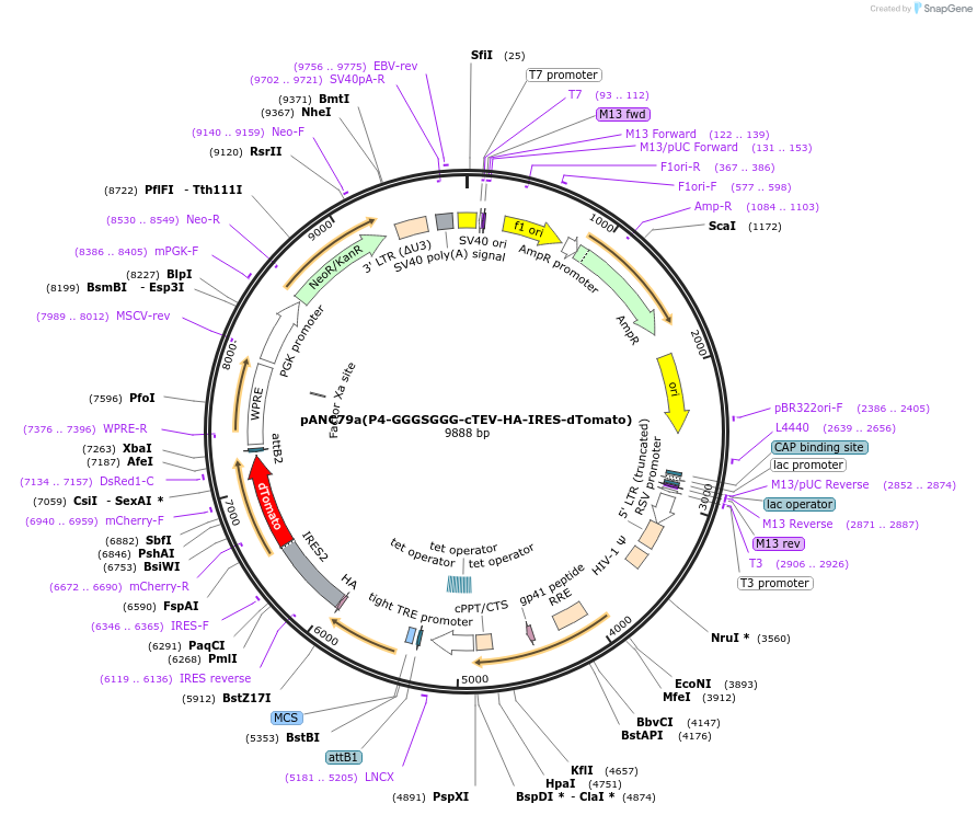 248356-plasmid-map-sequence-id-497884