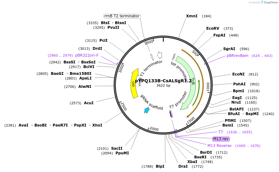245876-plasmid-map-sequence-id-497886