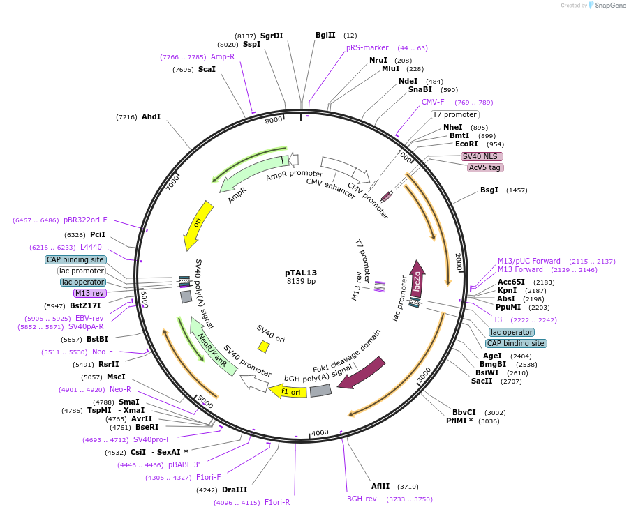 37186-plasmid-map-sequence-id-49794