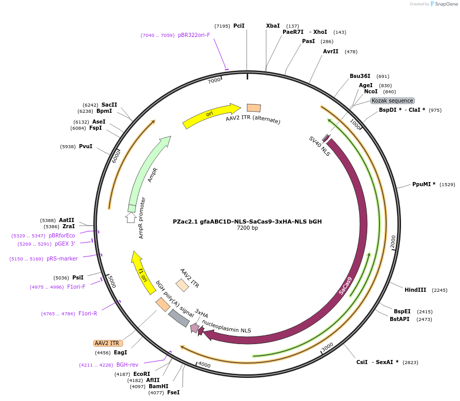 178960-plasmid-map-sequence-id-497952
