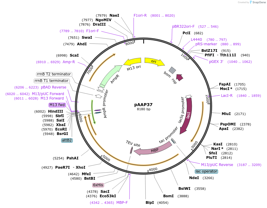 250144-plasmid-map-sequence-id-497954