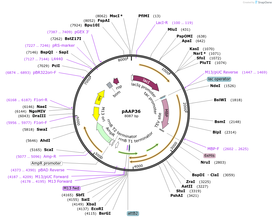 250143-plasmid-map-sequence-id-497956