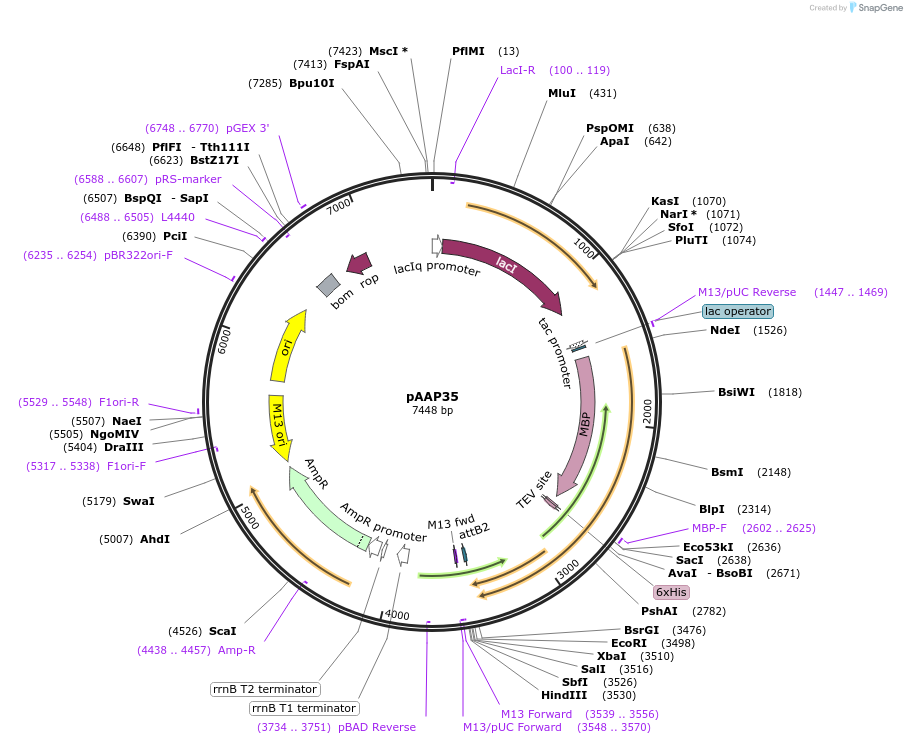 250142-plasmid-map-sequence-id-497963