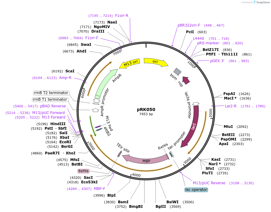 250136-plasmid-map-sequence-id-497964