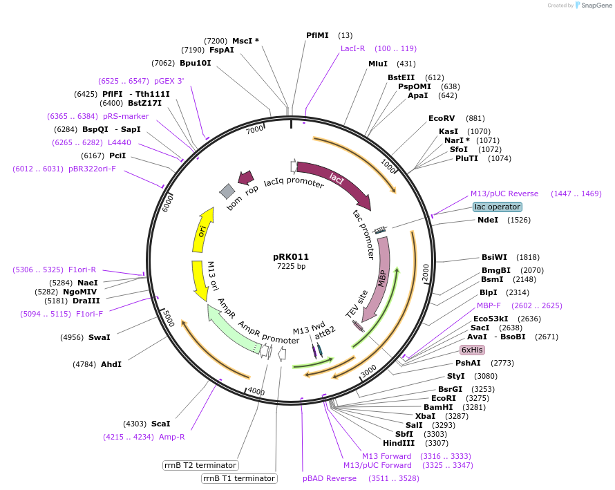 250137-plasmid-map-sequence-id-497966