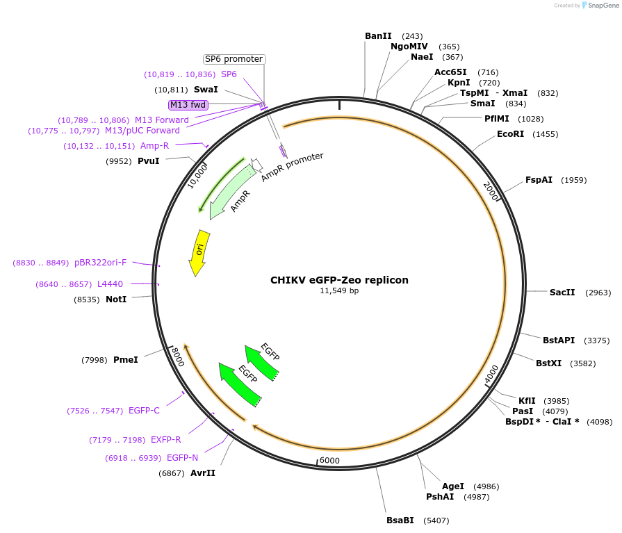 249289-plasmid-map-sequence-id-497969
