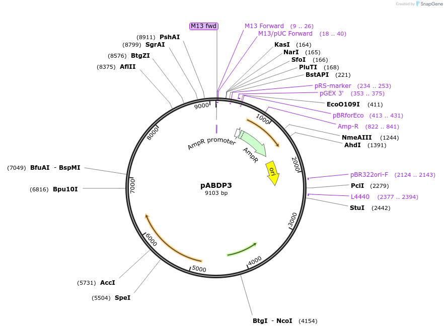 249502-plasmid-map-sequence-id-497975