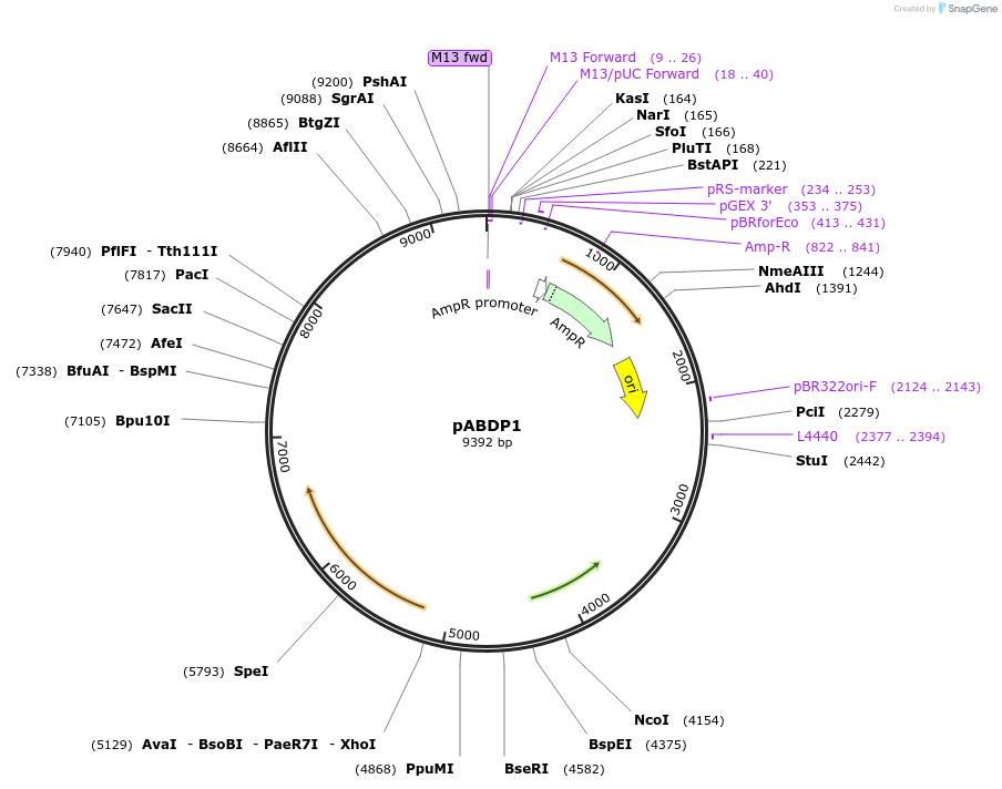 249500-plasmid-map-sequence-id-497976
