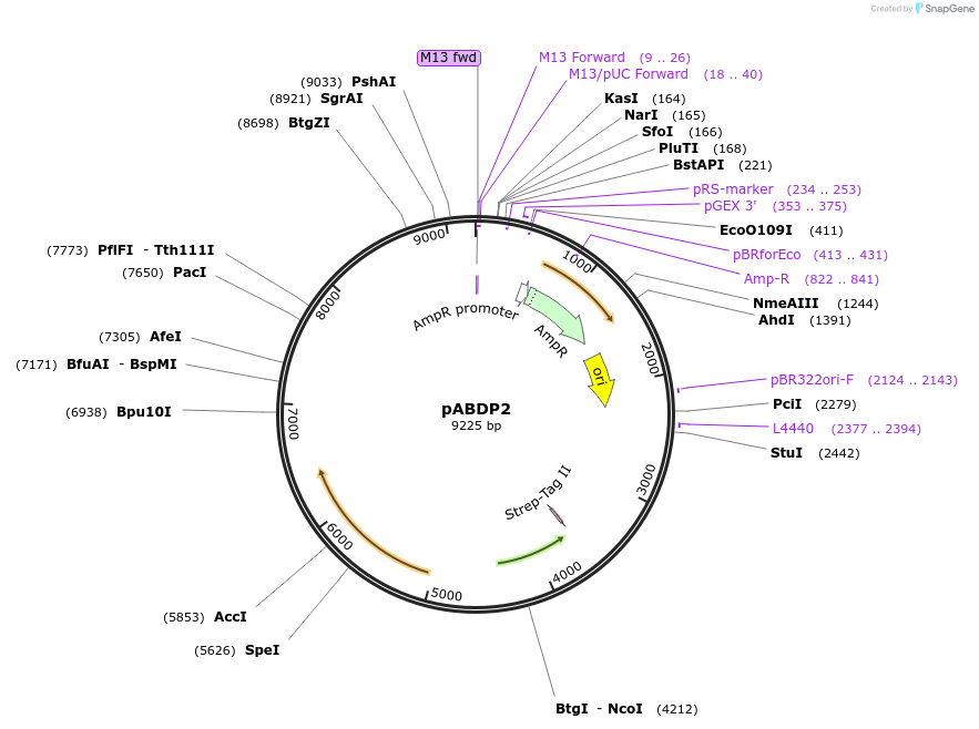 249501-plasmid-map-sequence-id-497979