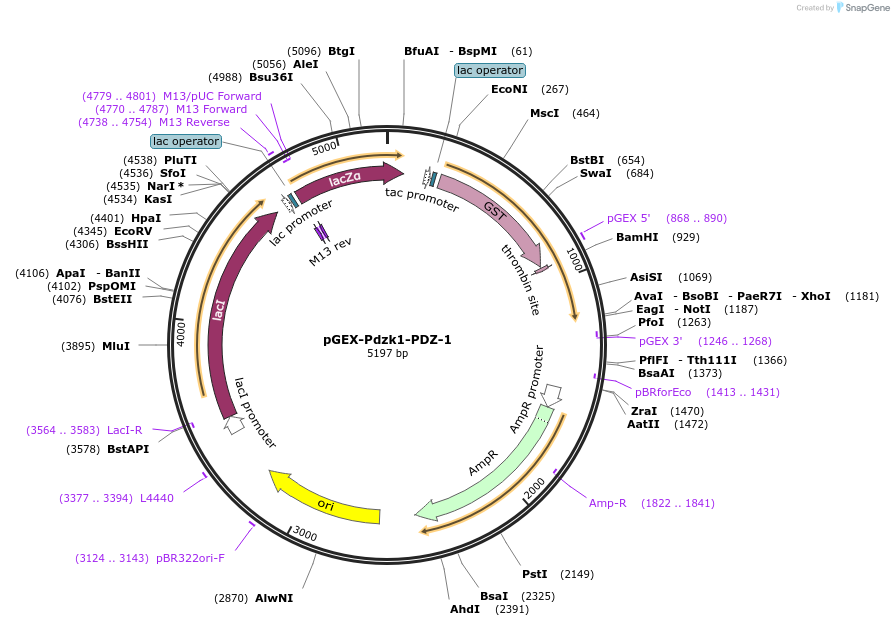 250126-plasmid-map-sequence-id-497983