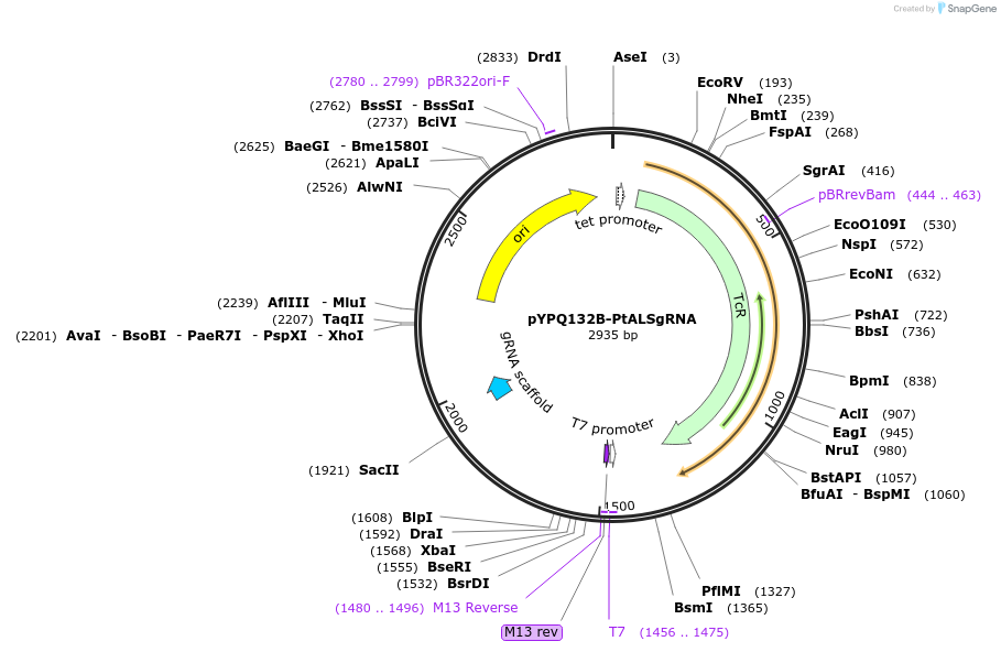 245880-plasmid-map-sequence-id-498053