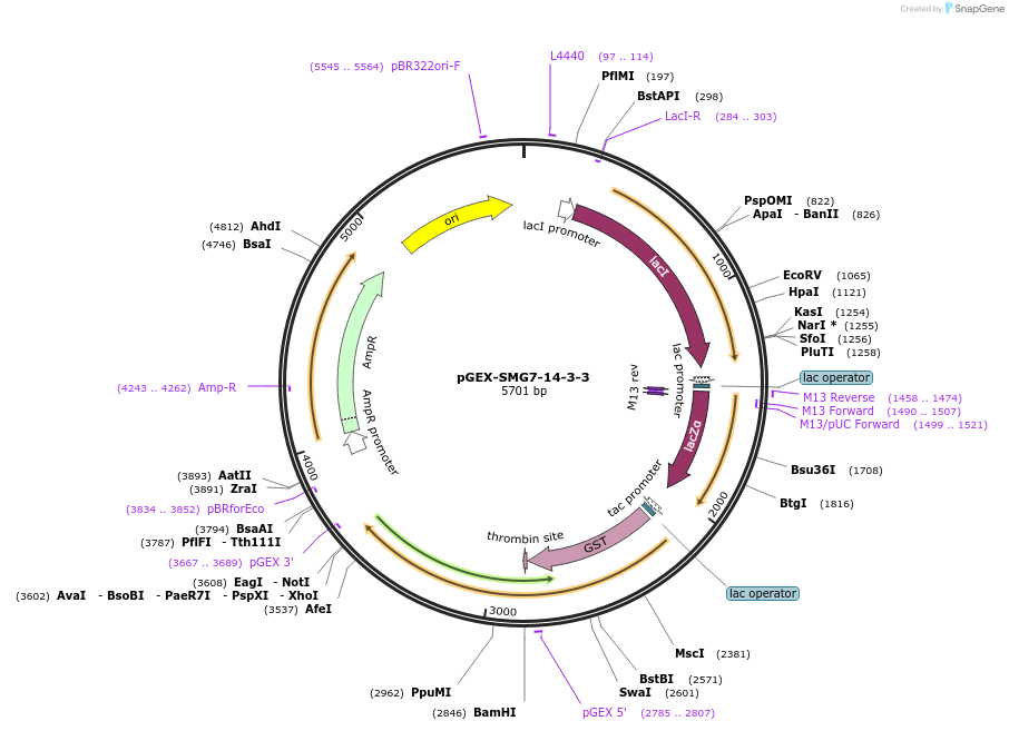 250069-plasmid-map-sequence-id-498071