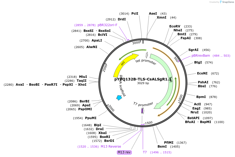 245877-plasmid-map-sequence-id-498073