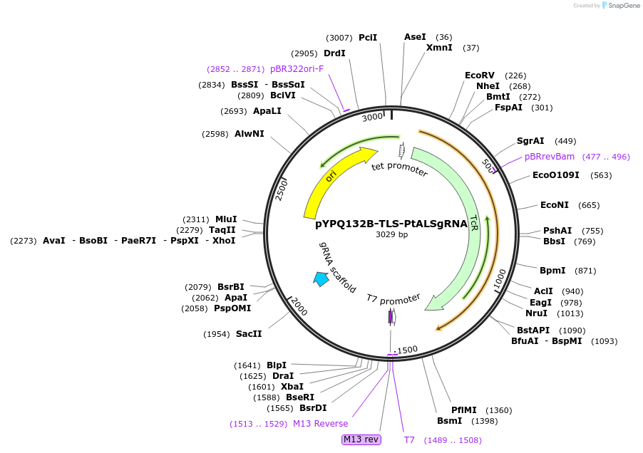 245881-plasmid-map-sequence-id-498076