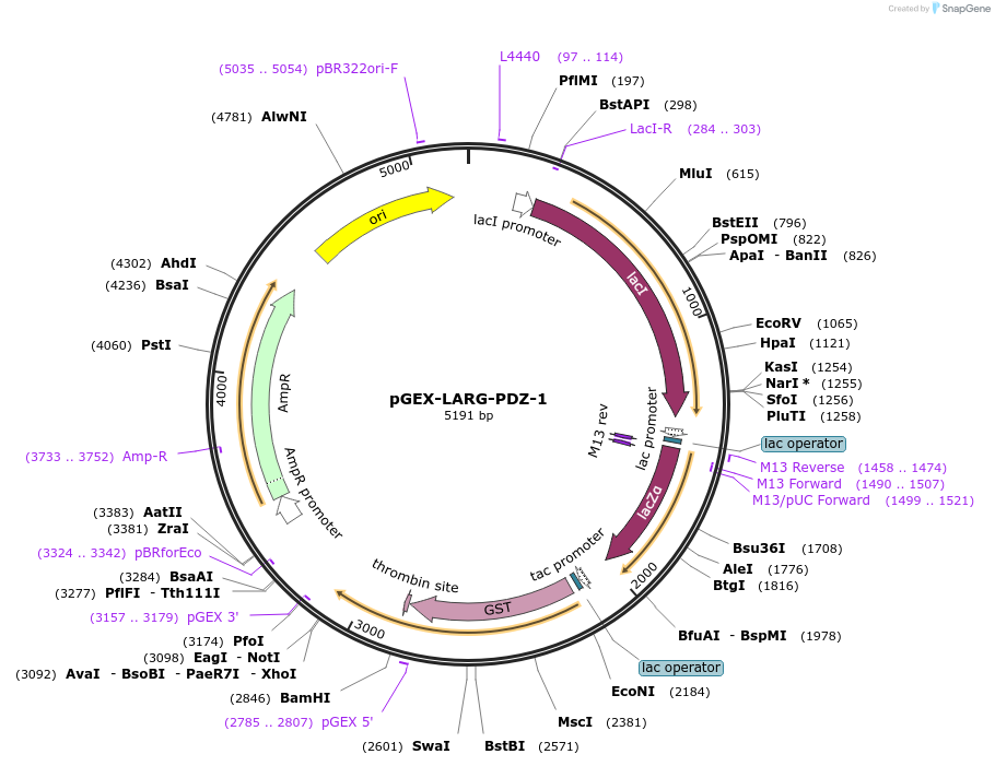 250094-plasmid-map-sequence-id-498077