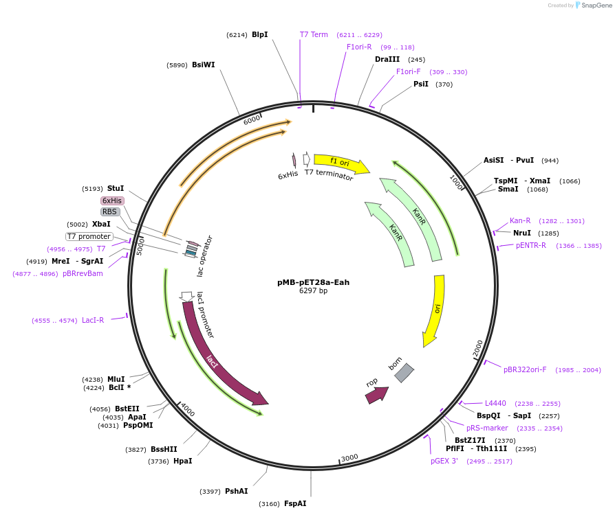 249564-plasmid-map-sequence-id-498082