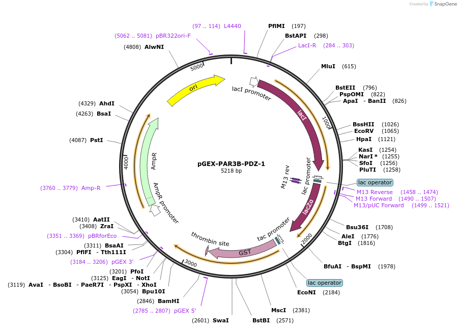 250123-plasmid-map-sequence-id-498083