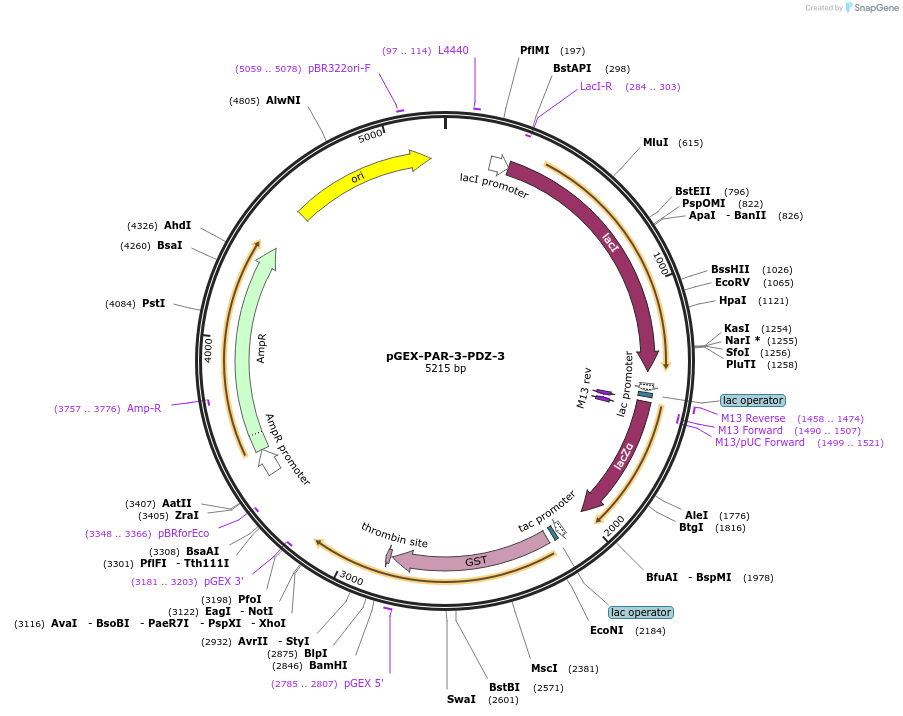 250122-plasmid-map-sequence-id-498084